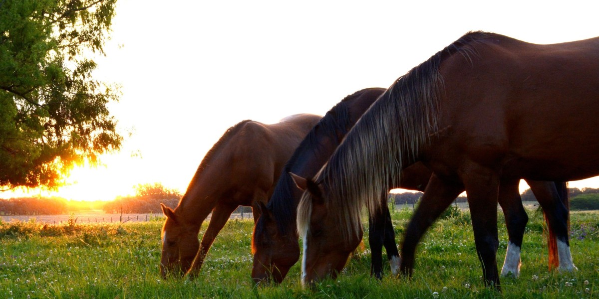 Programme vacances d'été